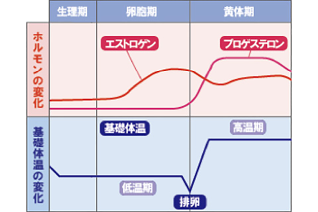 プロゲステロン＜黄体ホルモン＞