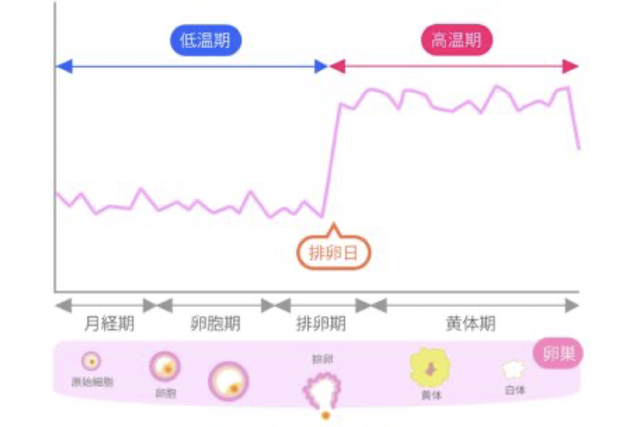 基礎体温のグラフの見方